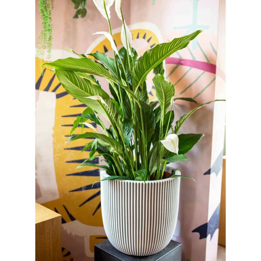 Capi Bloempot Groove 43x41 cm ivoorkleurig - Afbeelding 12