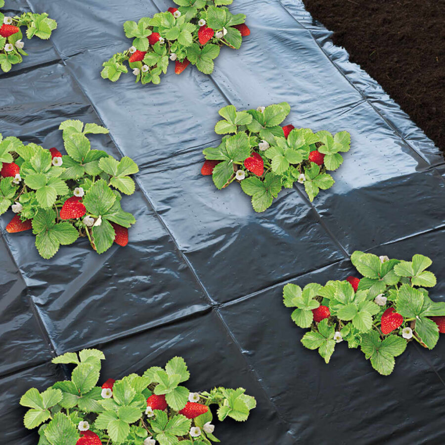 Nature Kweekfolie voor aarbeien 1,4x20m 6030231 - Afbeelding 3