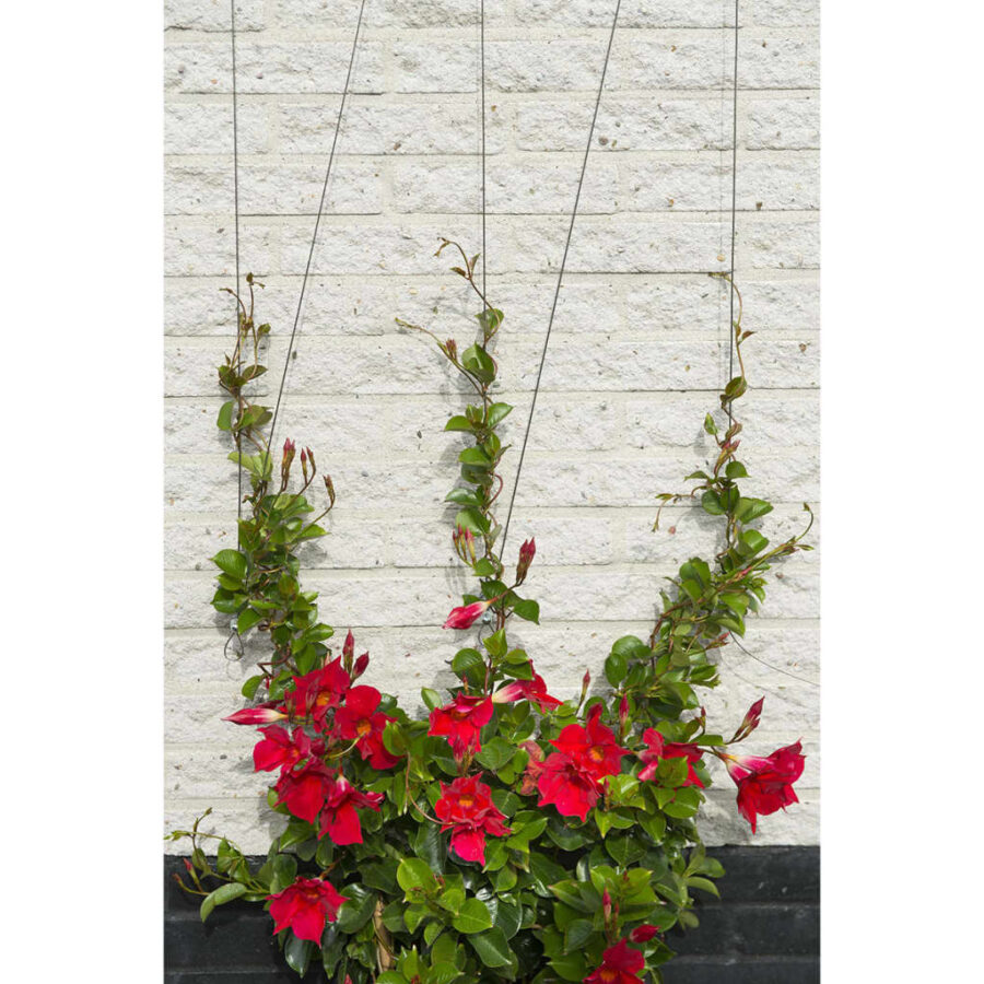 Nature Spandraadsysteem voor klimplanten 6040760 - Afbeelding 2
